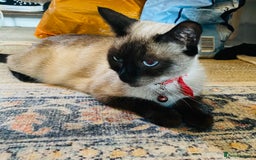 Siamese cats for sale: Four Siamese mix kittens - Image 6