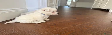 West Highland Terrier 1