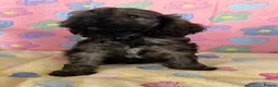 Cockapoo dogs for sale: Beautiful cockapoos 🐶🐶 ready now - Advert 11
