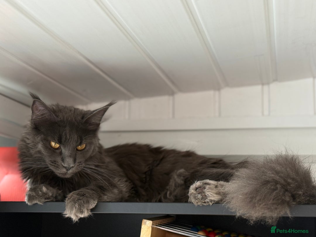 Maine Coon cats for sale: Adorable Blue Maine coon kittens - Image 11