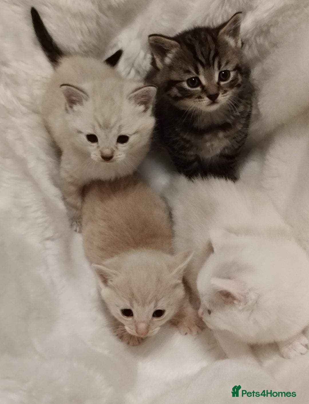 Russian Blue cats for sale: Gorgeous Russian Blue kittens 4 weeks  - Advert 6