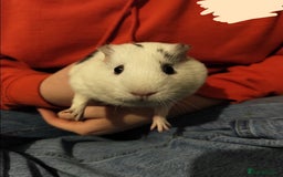 Guinea Pig rodents for sale: two female Guinea pigs need rehoming ASAP - Image 2