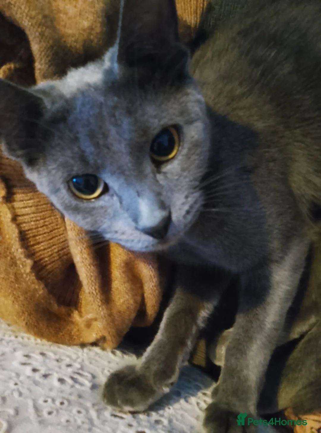 Russian Blue cats for sale: Stunning russian blue babies in Leeds - Advert 1
