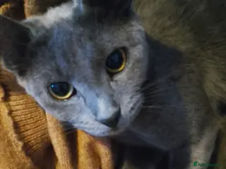 Russian Blue cats Stunning russian blue babies - Advert 5