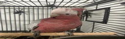 Parrots birds for sale: Hand Reared Baby Galah Cockatoos  - Advert 4