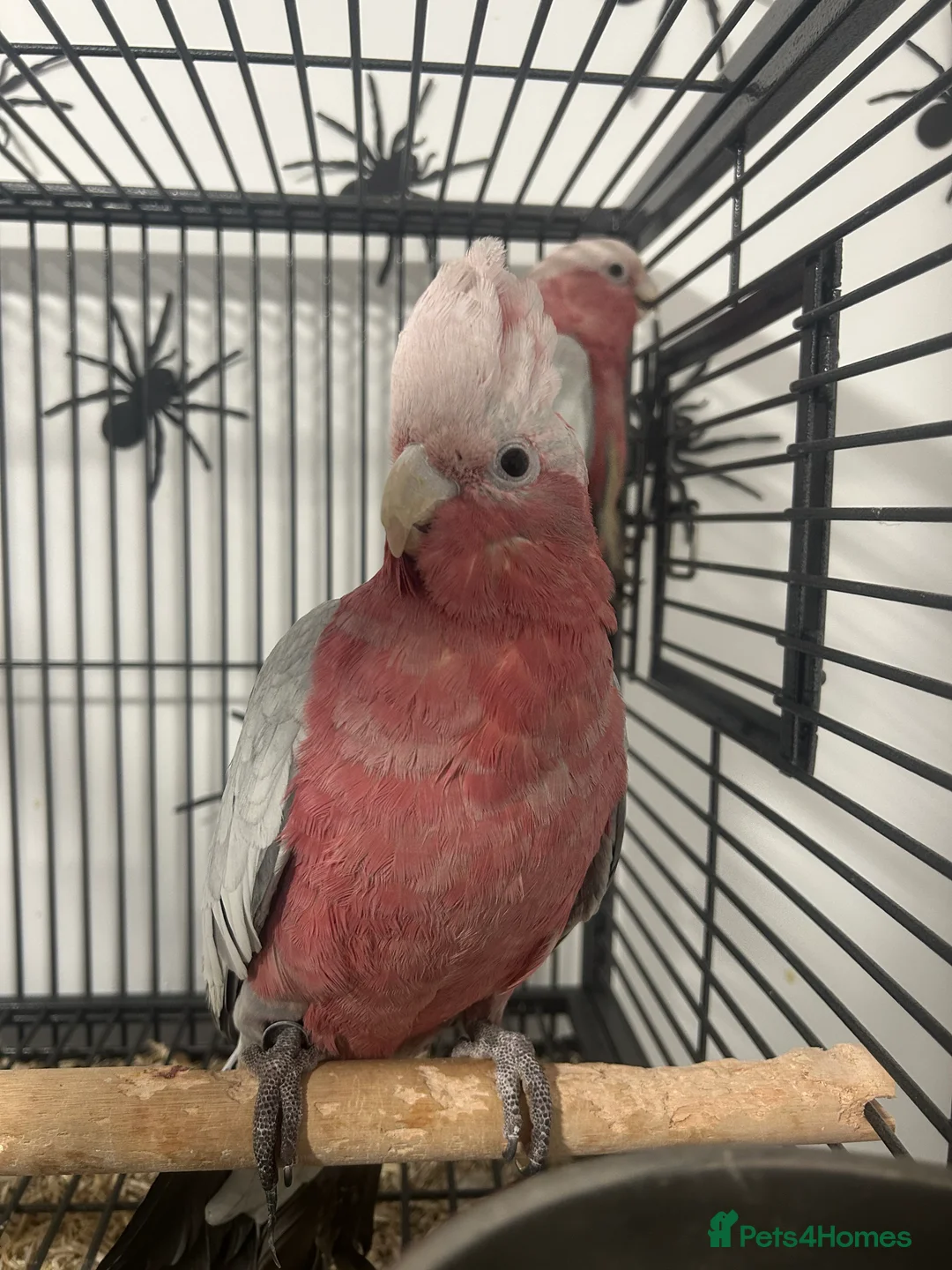 Parrots birds for sale: Hand Reared Baby Galah Cockatoos  - Advert 4