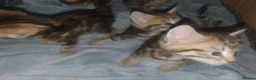 Bengal cats for sale: Bengal tabby  in Reading - Advert 4