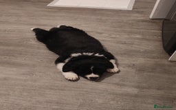 Mixed Breed dogs for sale: Borski looking for good home  - Image 2