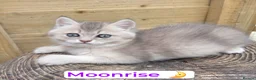 British Shorthair cats for sale: 💎 Price Reduced, Ready to leave now 🥰🏡 - Advert 15