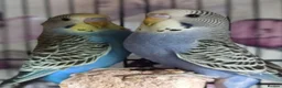 Budgerigars birds for sale: Outstanding pet baby budgies priced from £40 - Advert 9