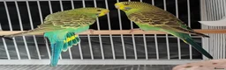 Budgerigars birds for sale: Beautiful Baby Budgies available  - Advert 6
