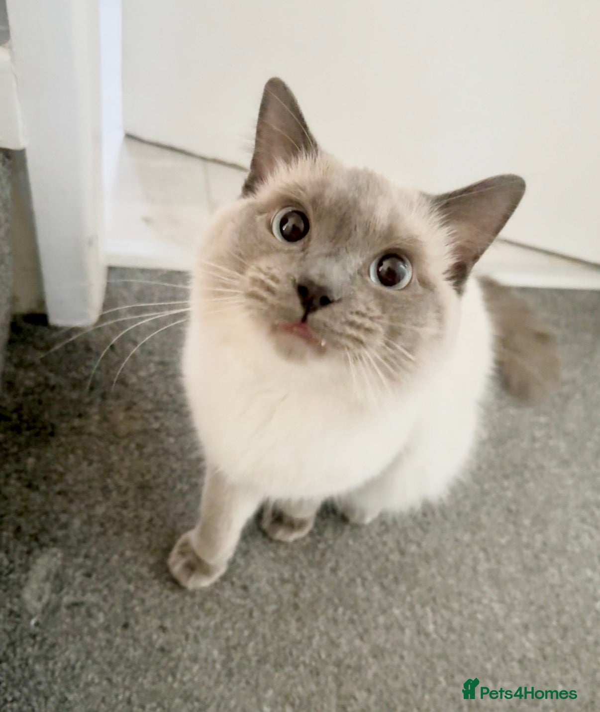 Ragdoll cats Beautiful 7 Month Old Male Ragdoll  - Advert 1