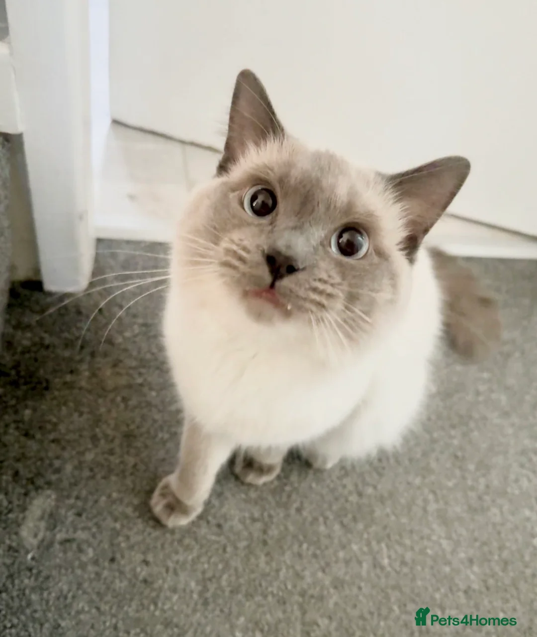 Ragdoll cats for sale: Beautiful 7 Month Old Male Ragdoll  - Advert 1