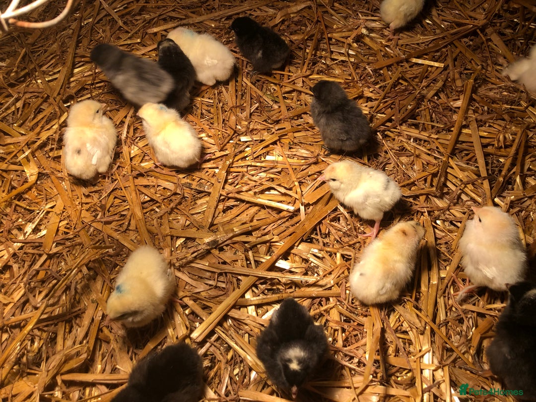 Chickens poultry for sale: Sexed pullet chicks. Blue, brown, white layer  - Advert 18