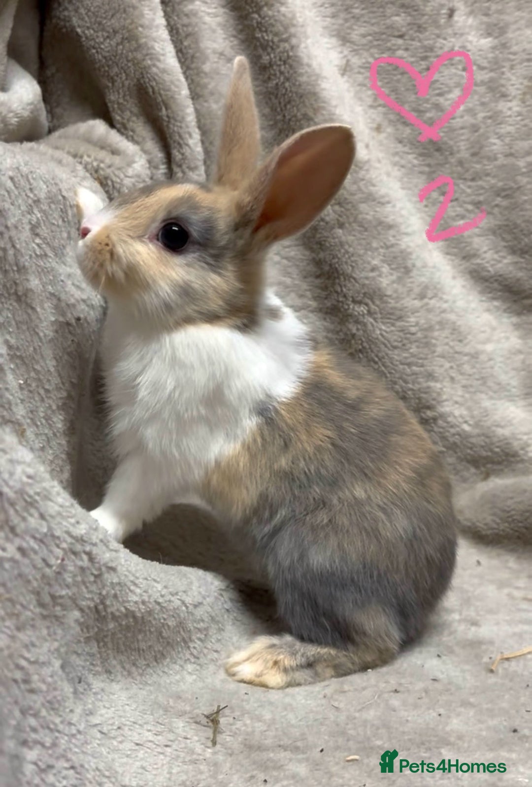 Mixed Breed rabbits for sale: 4 Beautiful baby mix breed bunnies  - Advert 2