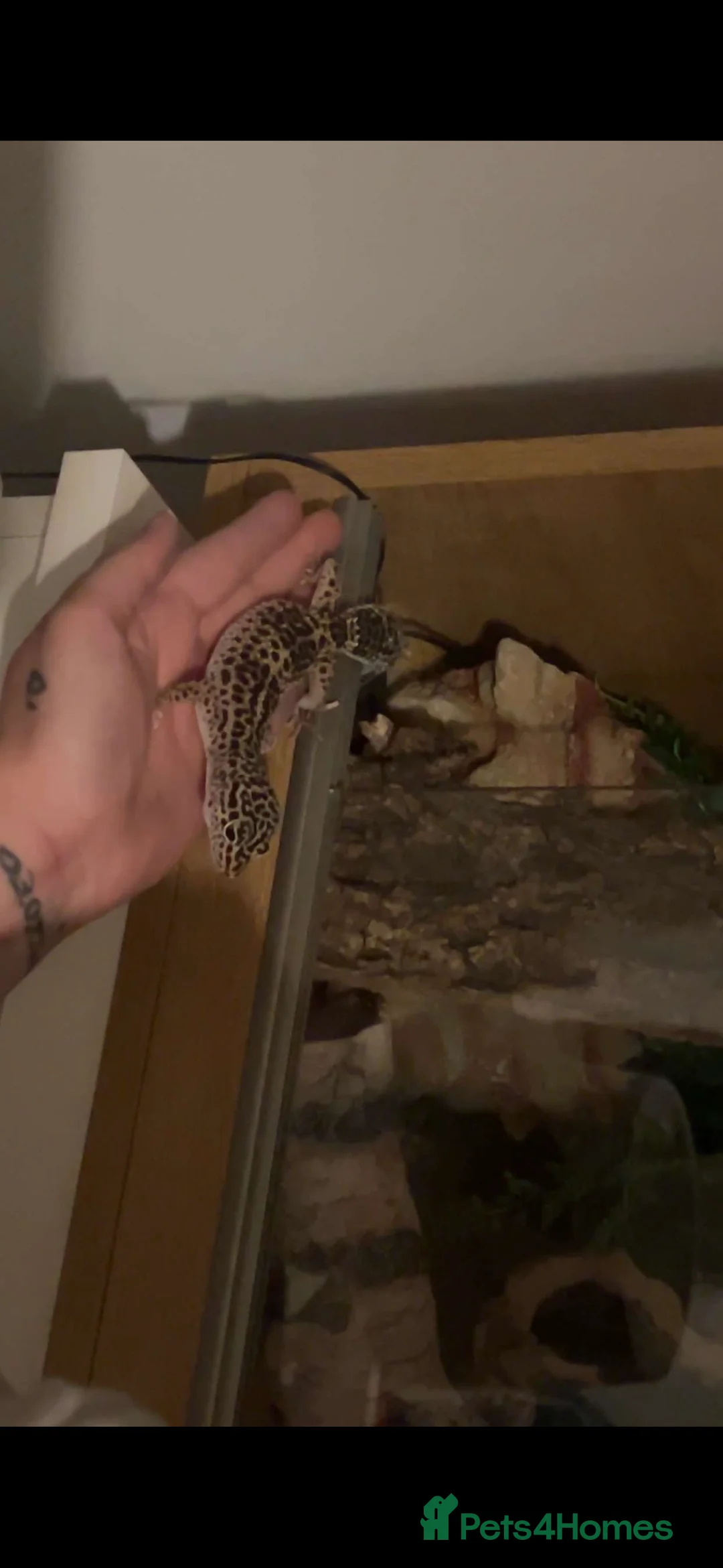 Leopard Gecko reptiles for sale: Female leopard gecko and full set up for sale - Advert 5
