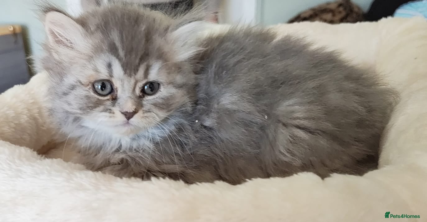 British Shorthair cats 8 BRITISH SHORTHAIR KITTENS GCCF REGISTERED  - Advert 6