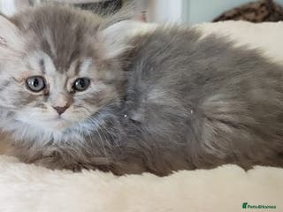 British Shorthair cats 8 BRITISH SHORTHAIR KITTENS GCCF REGISTERED - Advert 10