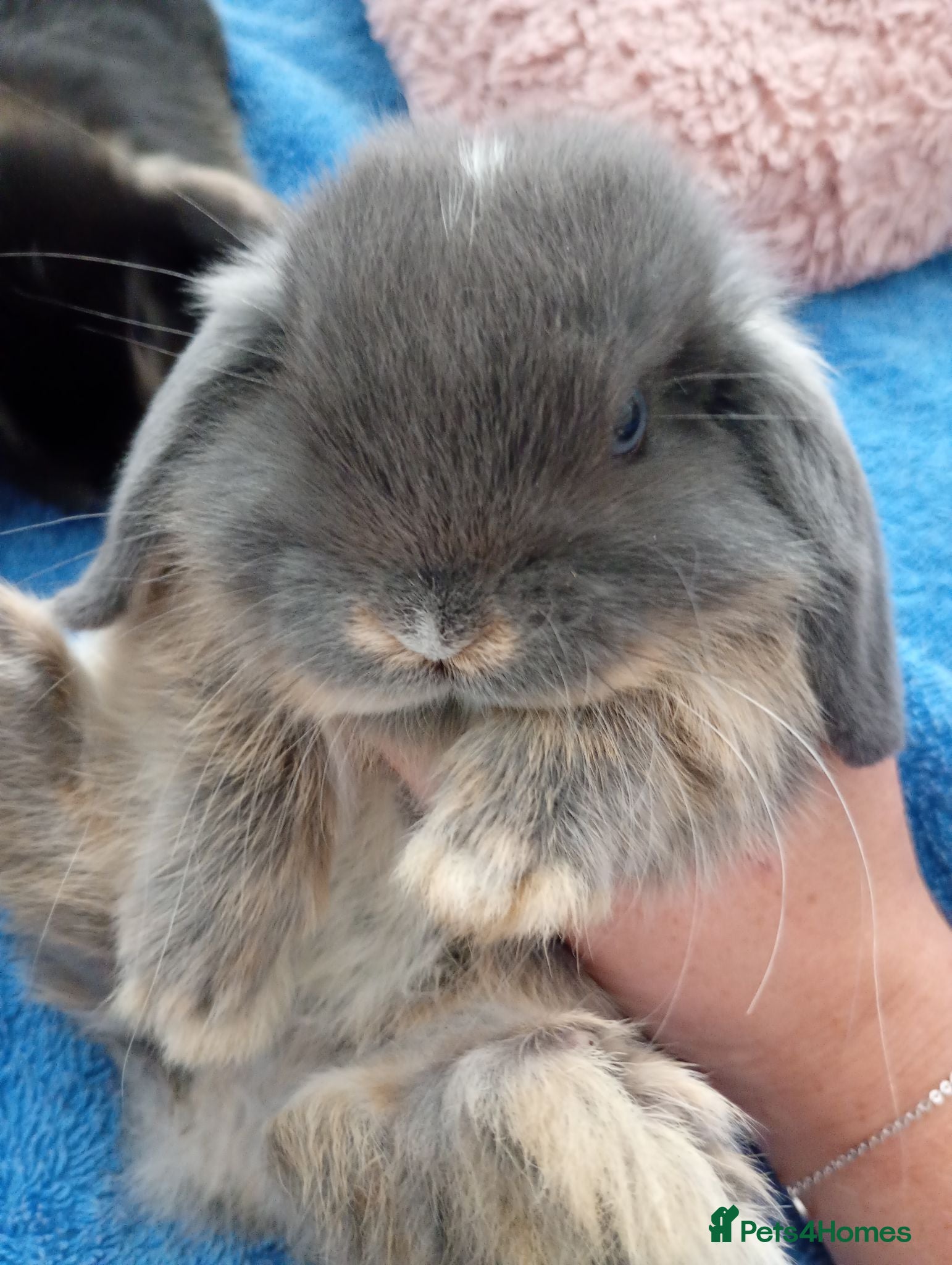 Mini Lop rabbits Gorgeous baby mini lops  - Advert 3