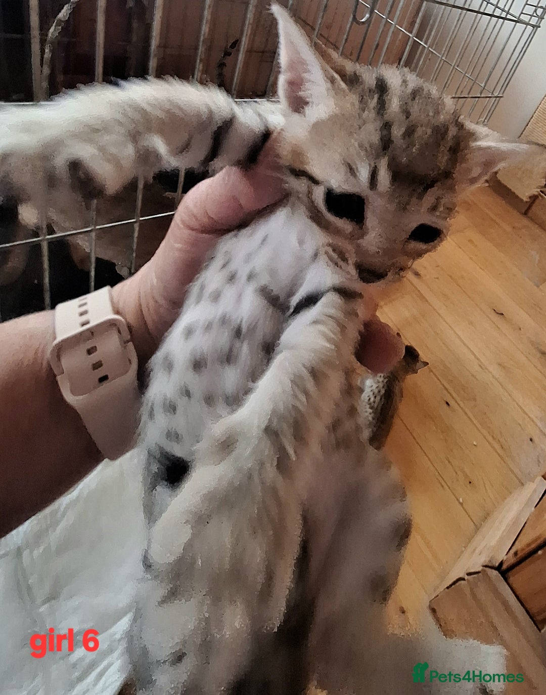 Savannah cats for sale: Savannah SBTF6 cubs with Serval traits stunning - Advert 24