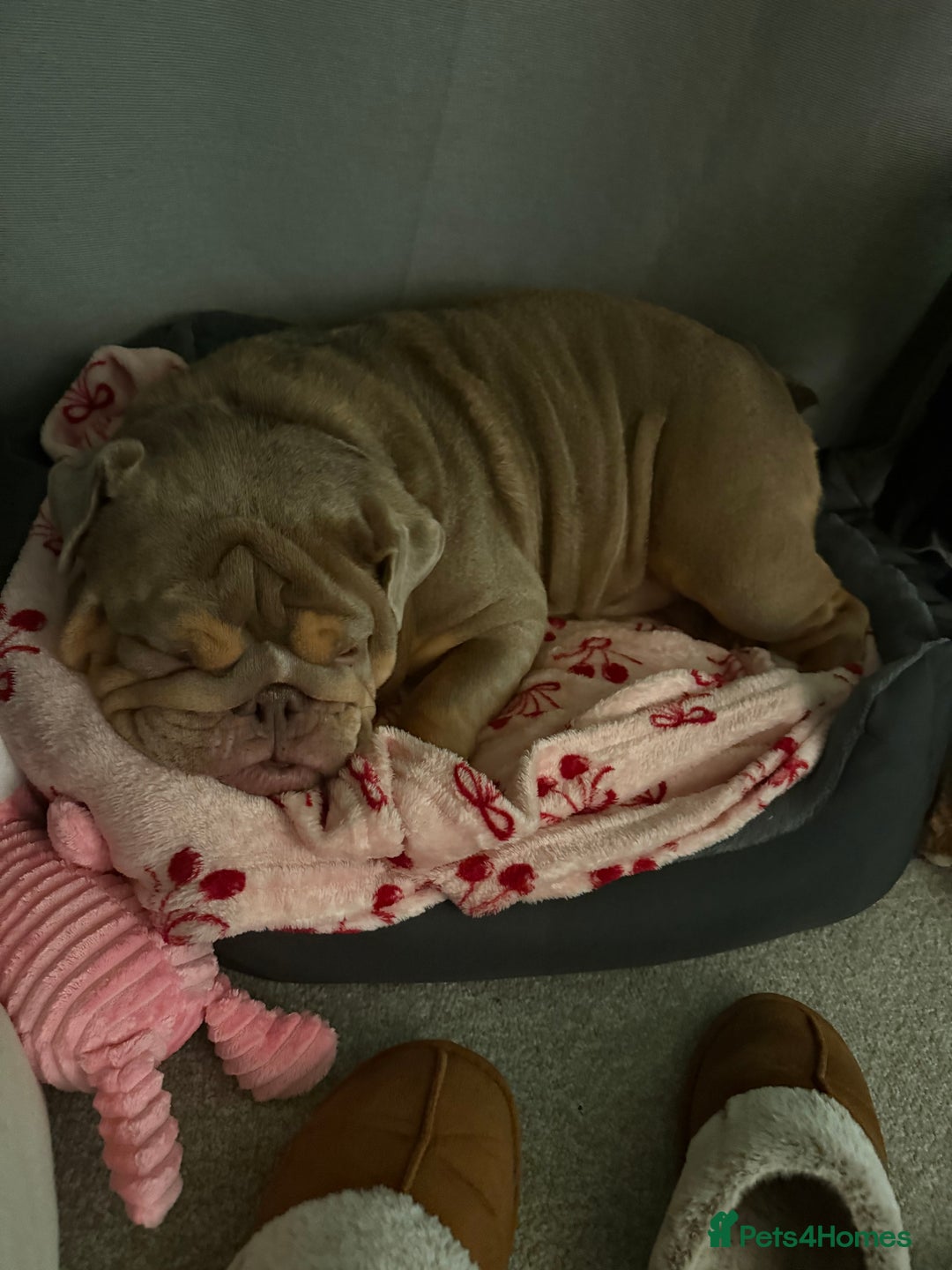 English Bulldog dogs for sale: URGENT merle english bulldog  - Advert 3