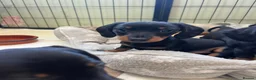 Miniature Dachshund dogs for sale: Kc reg miniature dachshunds - 2 girls - 2 boys  - Advert 2