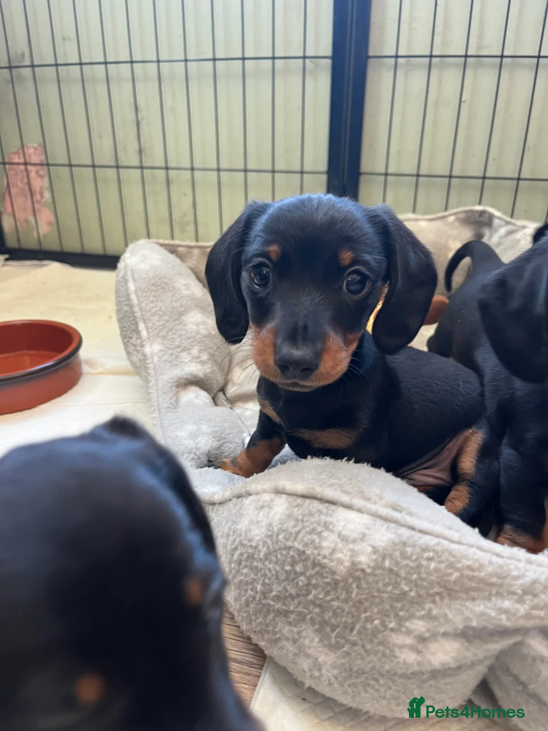 Miniature Dachshund dogs for sale: Kc reg miniature dachshunds - 2 girls - 2 boys  - Advert 2