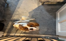 King Charles Spaniel dogs for sale: King Charles cavalier - Image 2