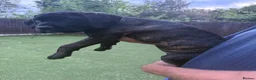 Cane Corso dogs for sale: Cane corso puppies - Advert 9