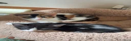 Mixed Breed cats for sale: Gorgeous marked kittens - Advert 6