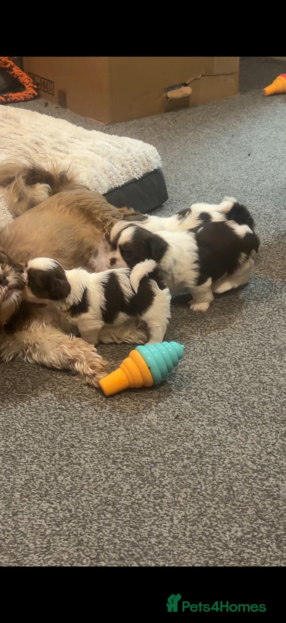 Shih Tzu dogs Karashishi Full KC imperial Shih-Tzu pups for sale - Advert 2