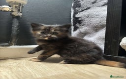 Mixed Breed cats for sale: Beautiful fluffy kittens 🐈‍⬛  - Image 2