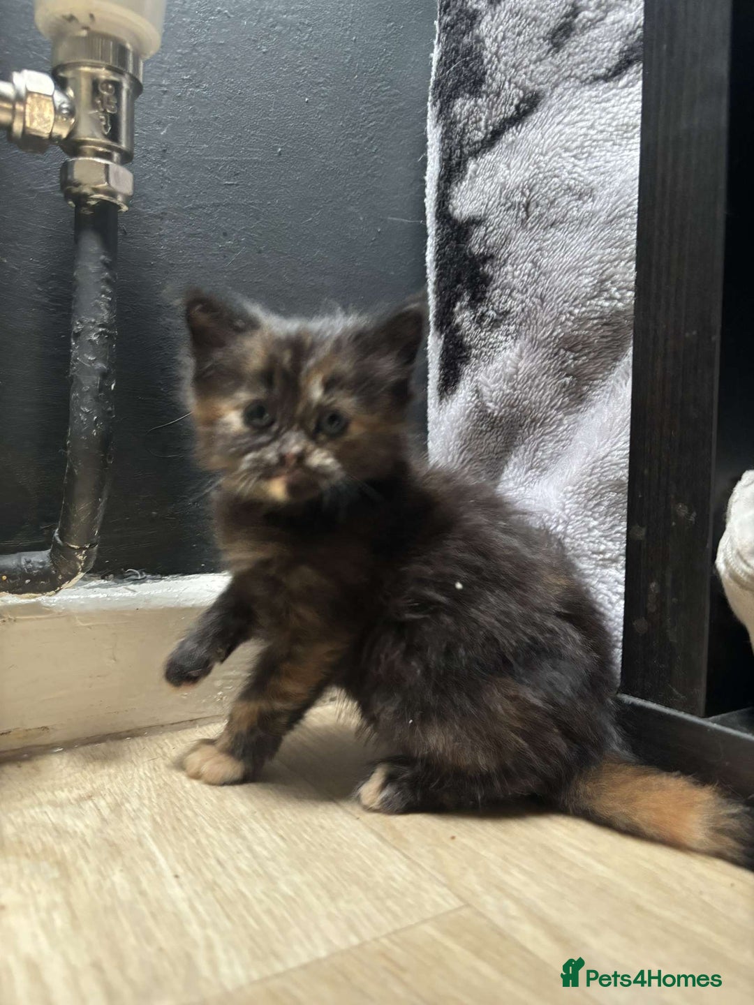 Mixed Breed cats for sale: Beautiful fluffy kittens 🐈‍⬛  - Image 2
