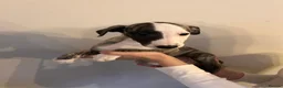 Whippet dogs for sale: KC registered brindle Whippets  - Advert 3