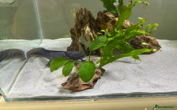 Axolotl reptiles for sale: Full Axolotl set up - see description  - Image 4