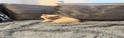 British Shorthair cats for sale: 3 gorgeous female lilac British shorthair kittens - Advert 8