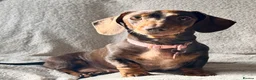 Miniature Dachshund dogs for sale: Lottie  - Advert 4