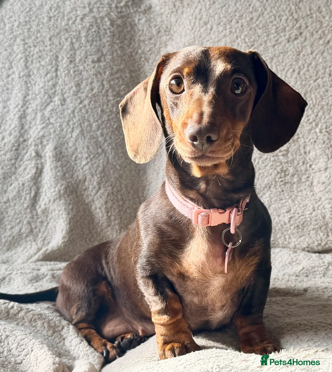 Miniature Dachshund dogs for sale: Lottie  - Advert 4