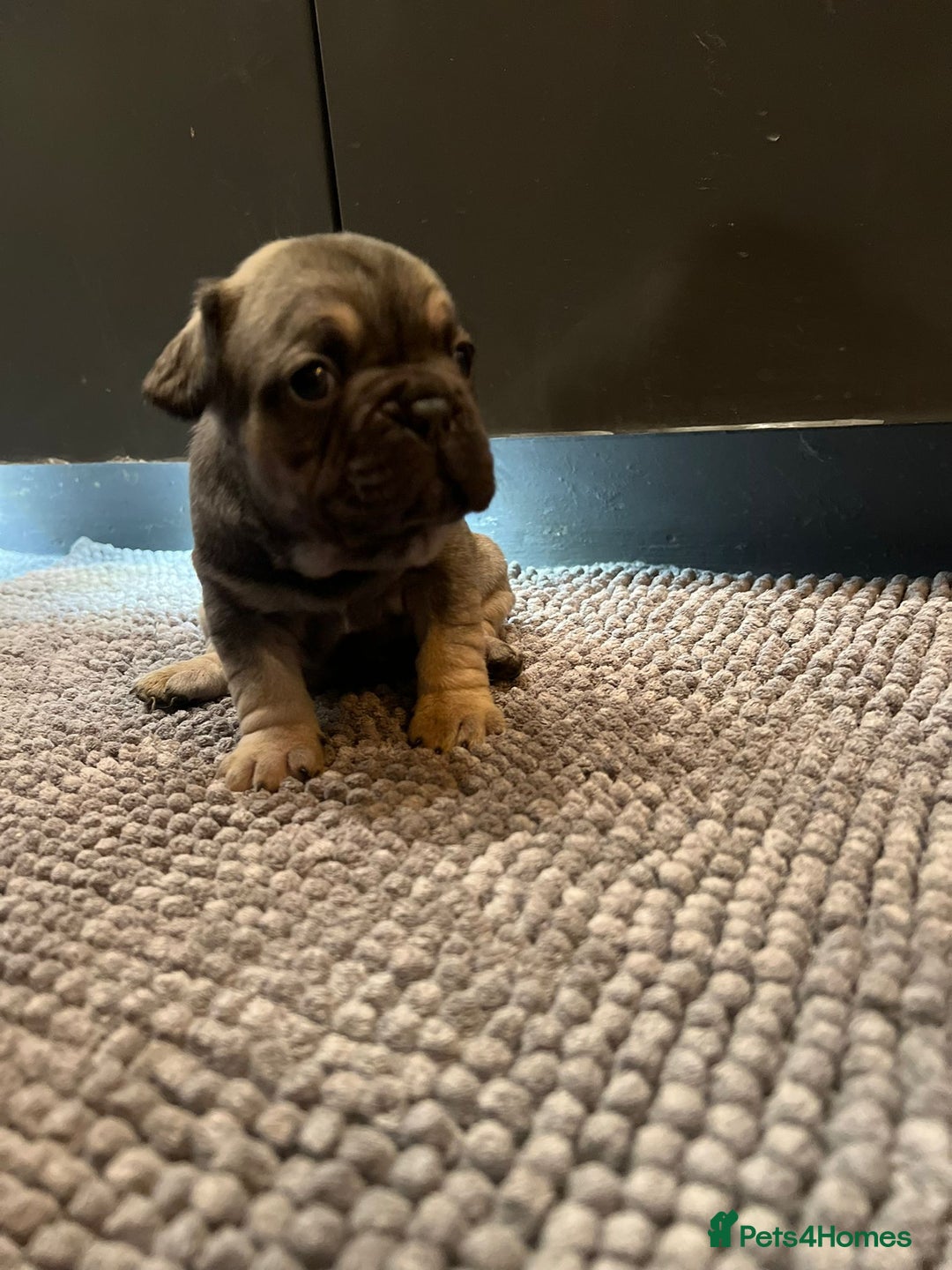 French Bulldog dogs for sale: ♥️Litter of 6 French Bulldog Puppies♥️ - Advert 21