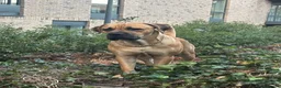 Cane Corso dogs for stud: Rare fawn male cane corsos for stud  in Harrow - Advert 4