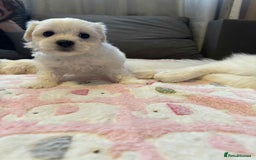 Maltese dogs for sale: Maltese puppies - Image 25