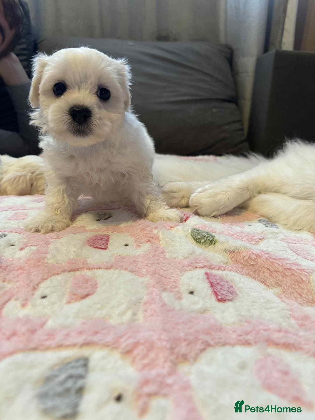 Maltese dogs for sale: Maltese puppies - Image 25