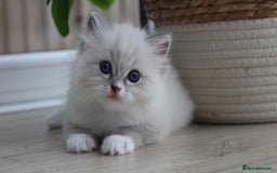 Ragdoll cats for sale: Blue Tabby Pure Breed Ragdoll  - Image 1