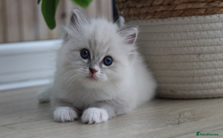 Ragdoll cats - Advert 10