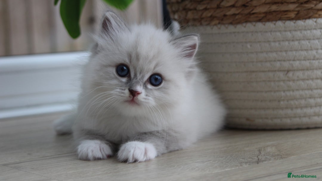 Ragdoll cats for sale: Blue Tabby Pure Breed Ragdoll  - Image 1