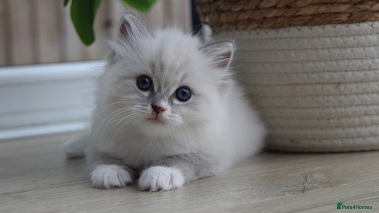 Ragdoll cats - Advert 1