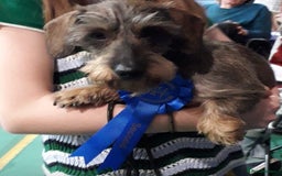 Dachshund dogs for sale: Mininature wirehaired dachshund  - Image 3