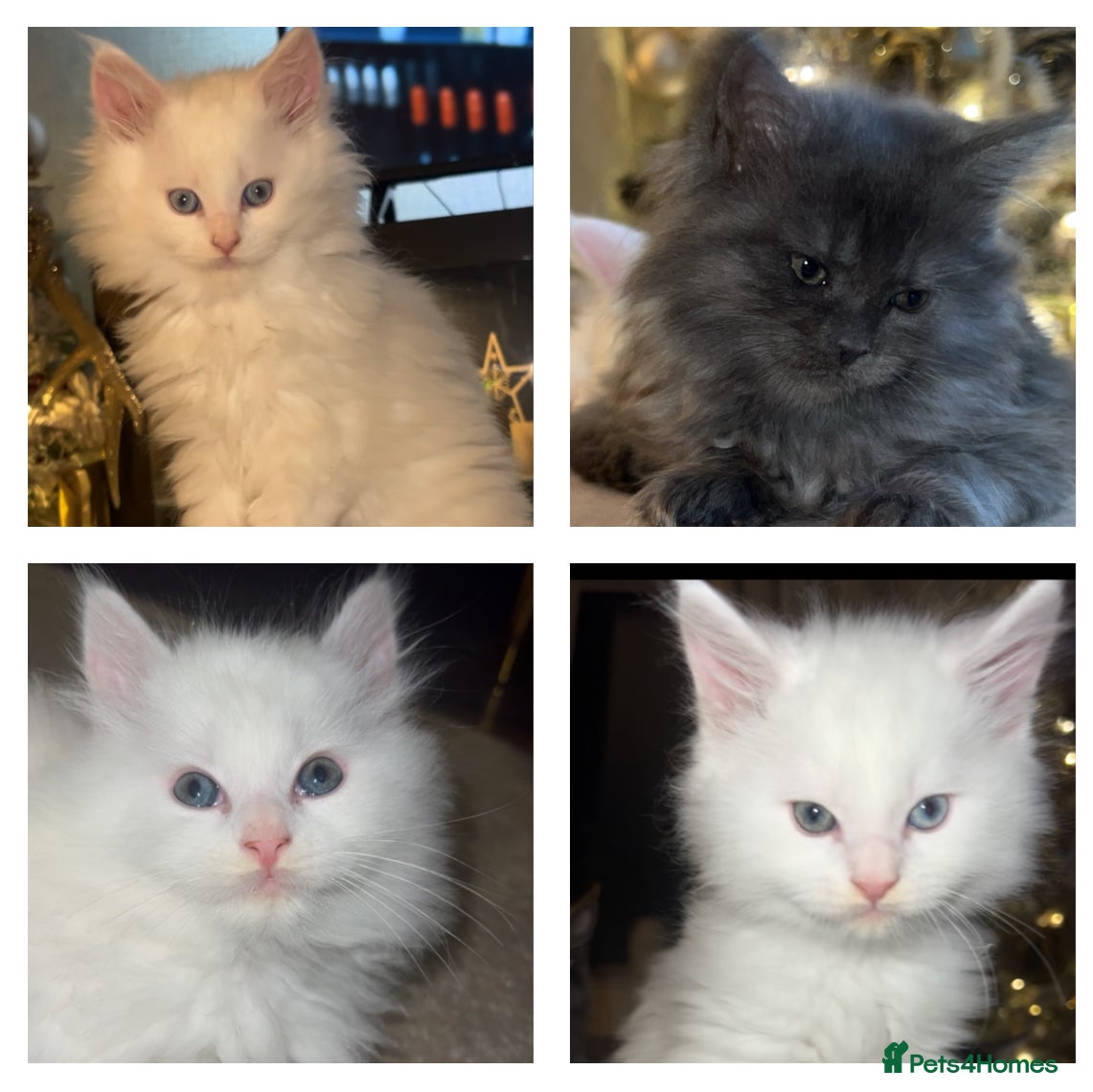 Maine Coon cats Stunning white and smoke Xl Maine coons (odd eyes) - Advert 14