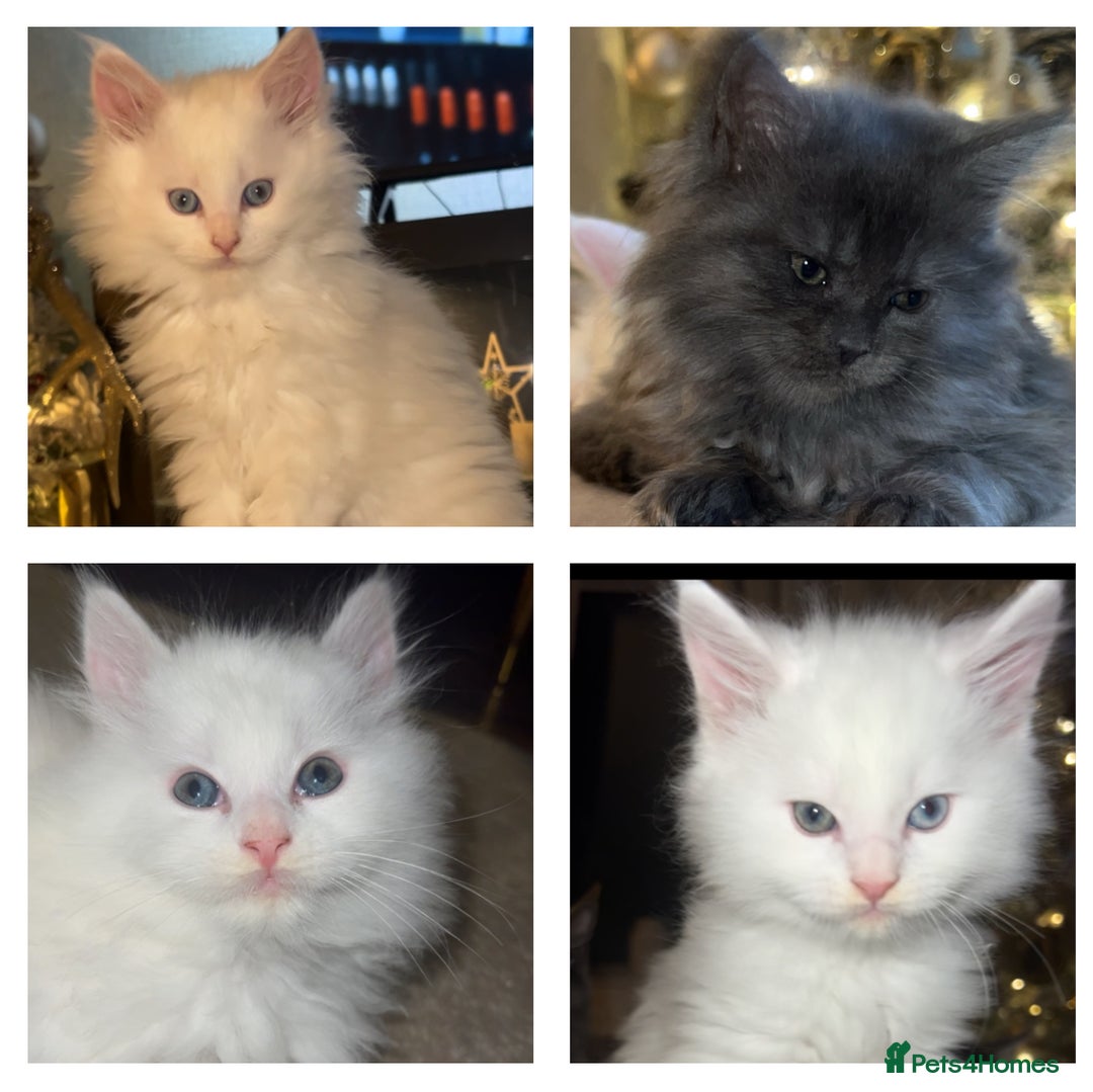 Maine Coon cats for sale: Stunning white and smoke Xl Maine coons (odd eyes) - Advert 2