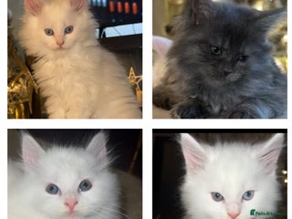 Maine Coon cats Stunning white and smoke Xl Maine coons (odd eyes) - Advert 14